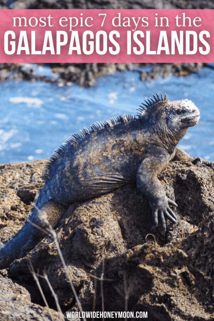 Dreaming of visiting the Galápagos Islands? This is the ultimate Galapagos itinerary including stops in Santa Cruz, Floreana, Isabela, Fernandina, Santiago, and North Seymour. Click here for the ultimate Galapagos cruise itinerary in 7 days! Galápagos Island cruise | Galapagos Islands travel | Galapagos tortoise | Galapagos shark | Galapagos penguin | Galapagos Island itinerary | Galápagos Islands animals | Galápagos Islands photography | Galápagos Islands itinerary | Galapagos 1 week