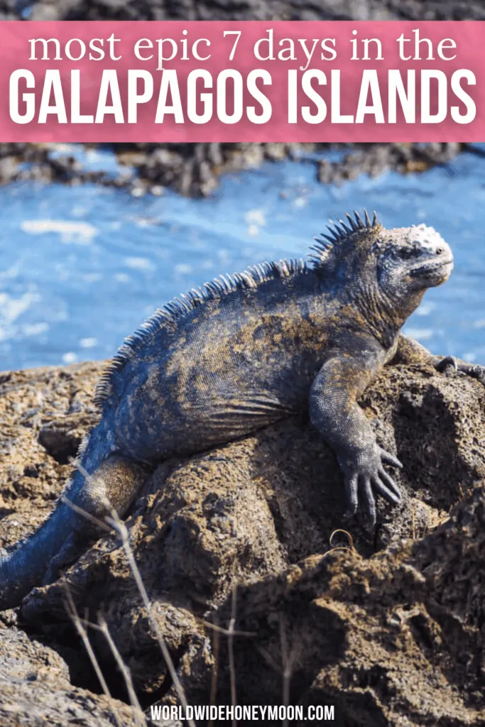 Dreaming of visiting the Galápagos Islands? This is the ultimate Galapagos itinerary including stops in Santa Cruz, Floreana, Isabela, Fernandina, Santiago, and North Seymour. Click here for the ultimate Galapagos cruise itinerary in 7 days! Galápagos Island cruise | Galapagos Islands travel | Galapagos tortoise | Galapagos shark | Galapagos penguin | Galapagos Island itinerary | Galápagos Islands animals | Galápagos Islands photography | Galápagos Islands itinerary | Galapagos 1 week