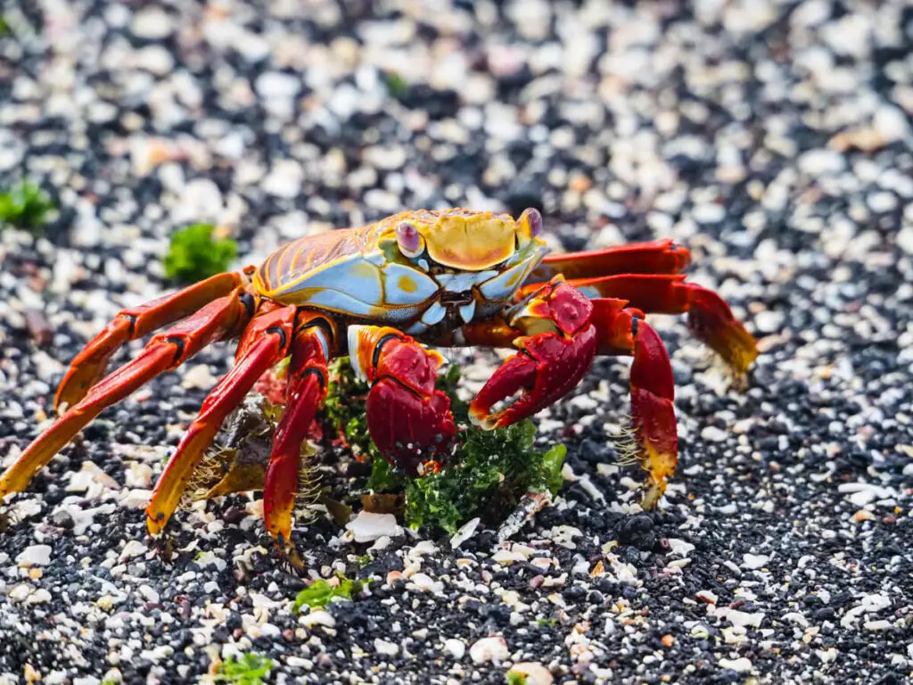 sally lightfoot crab eating seaweed 2