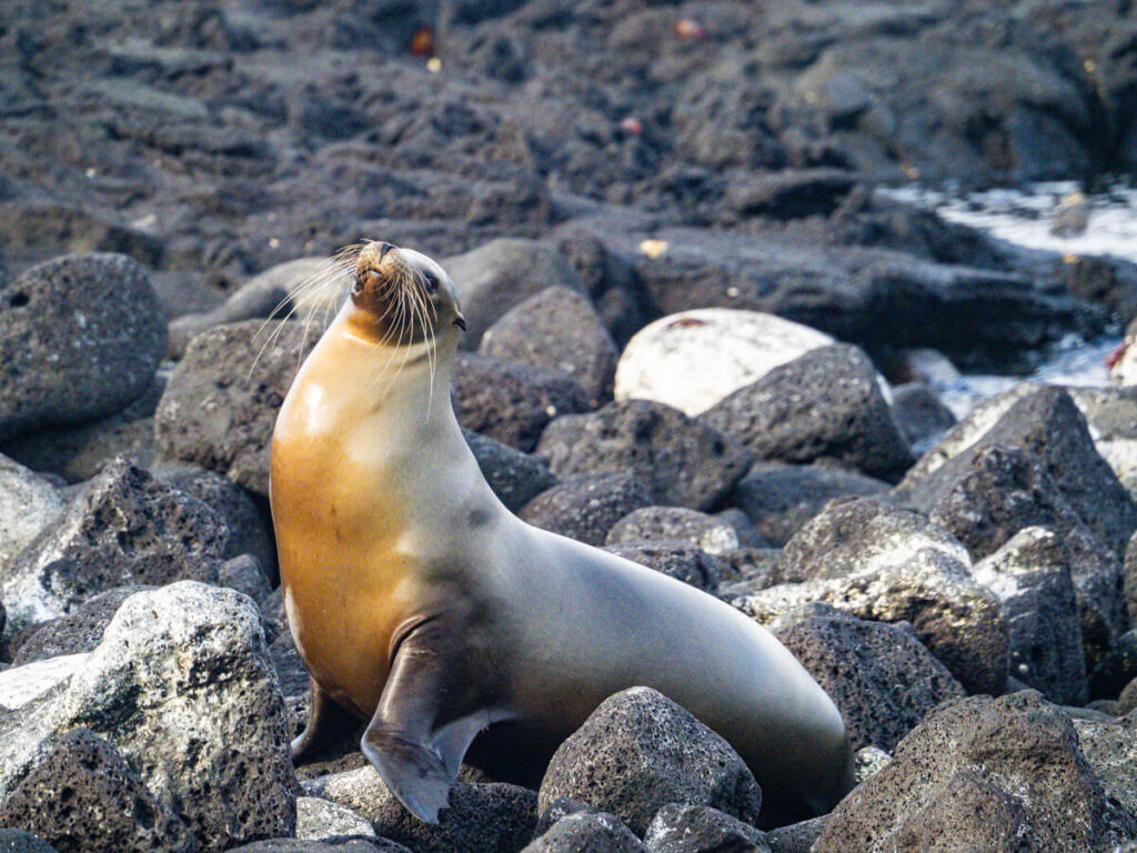 sea lion on rocks