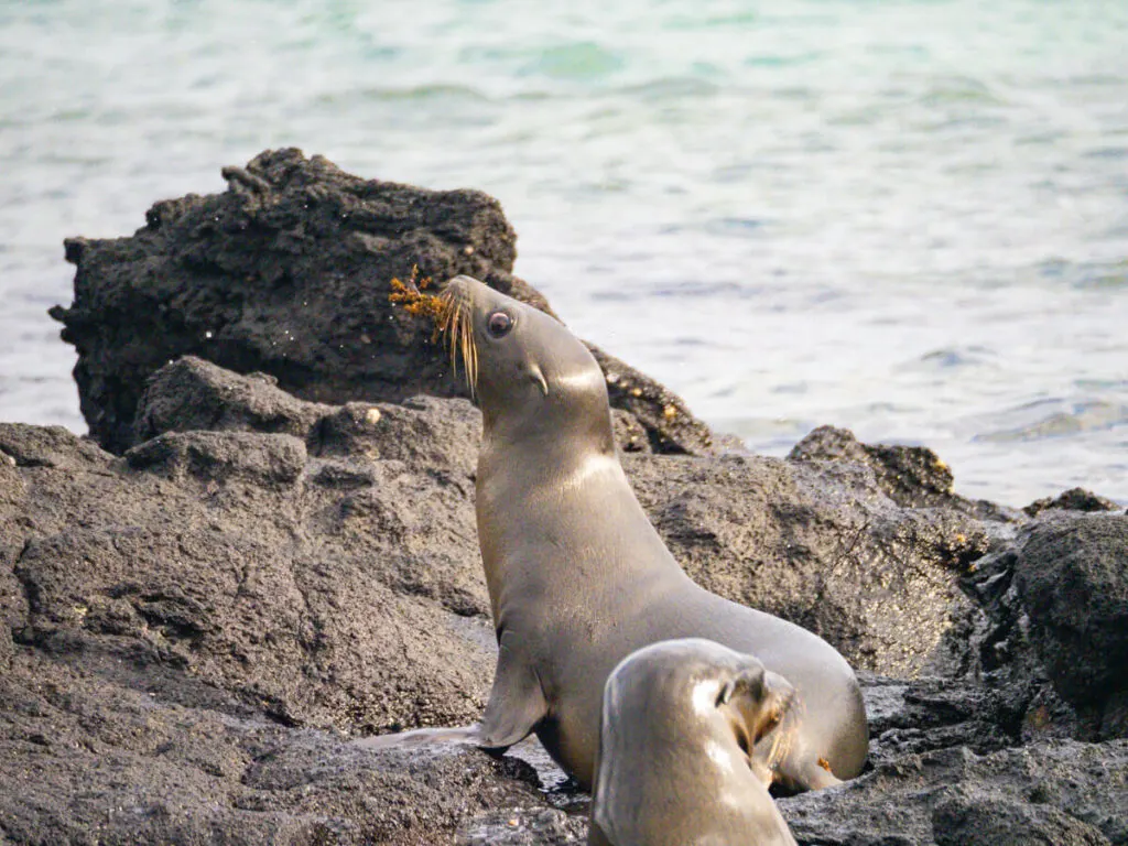 sea lion playing with seaweed 2
