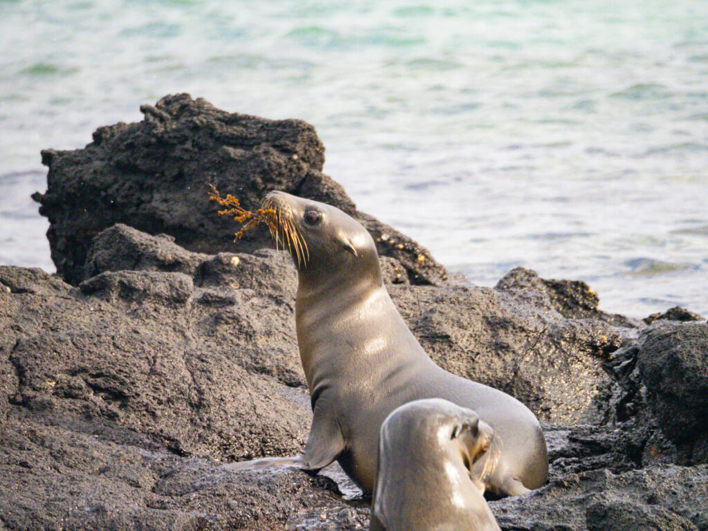 sea lion playing with seaweed 3