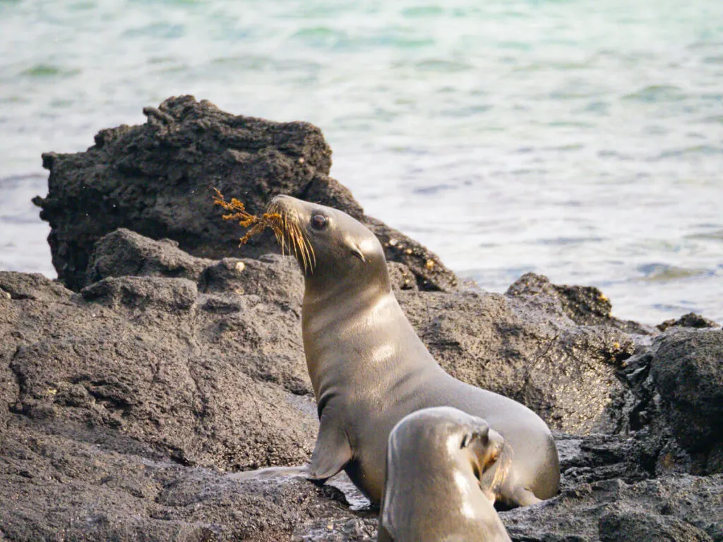 sea lion playing with seaweed 3