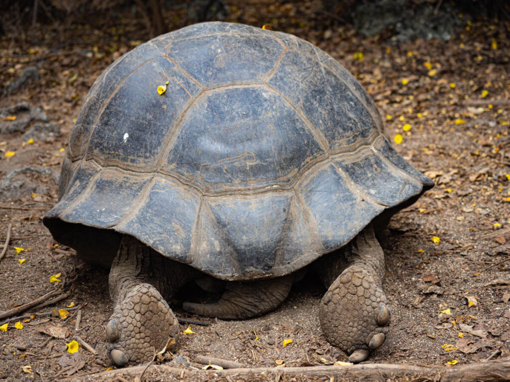 tortoise tush
