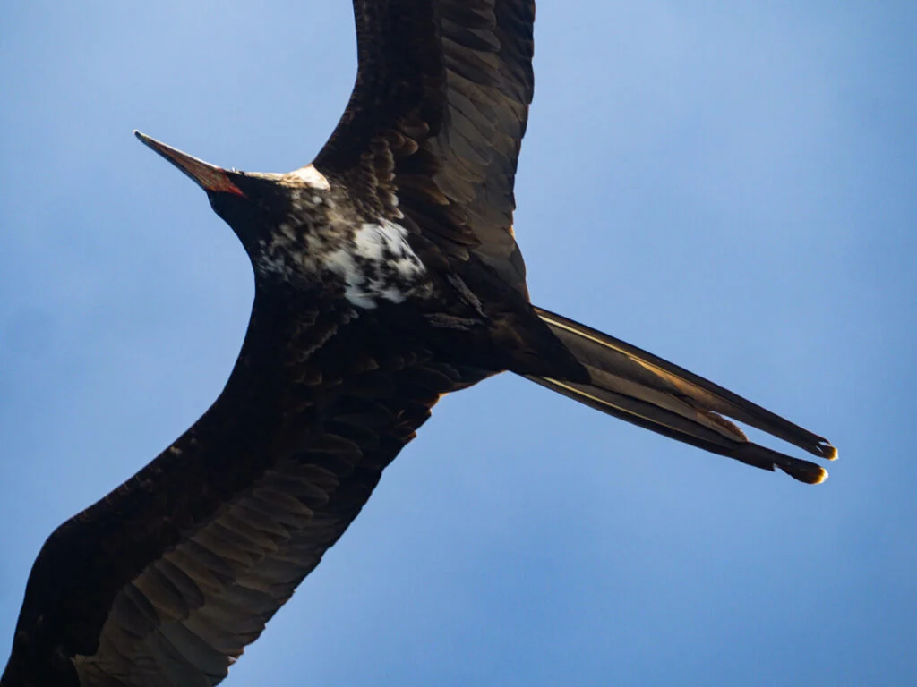 view of frigatebird flying over camera in Galapagos