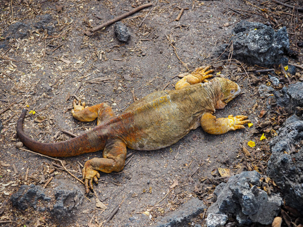 yellow land iguana on Urbina bay hike