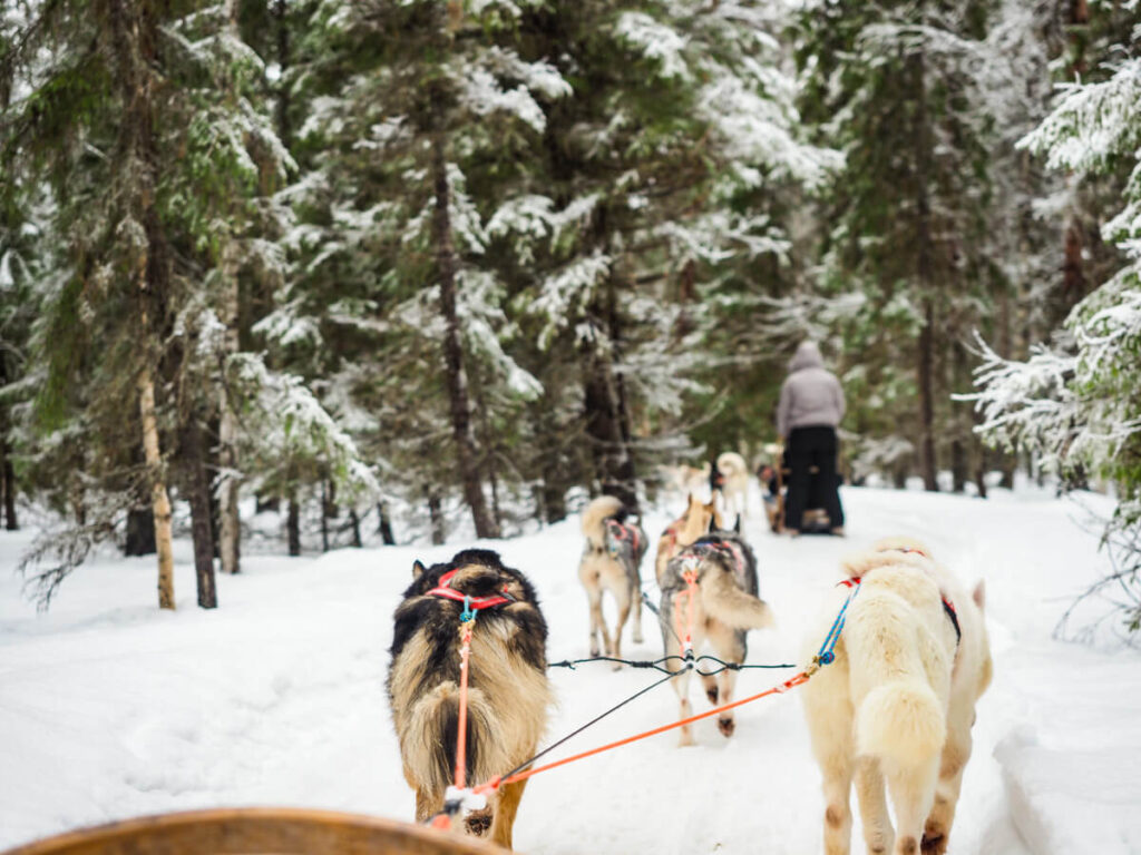 Dog sledding in Finnish Lapland