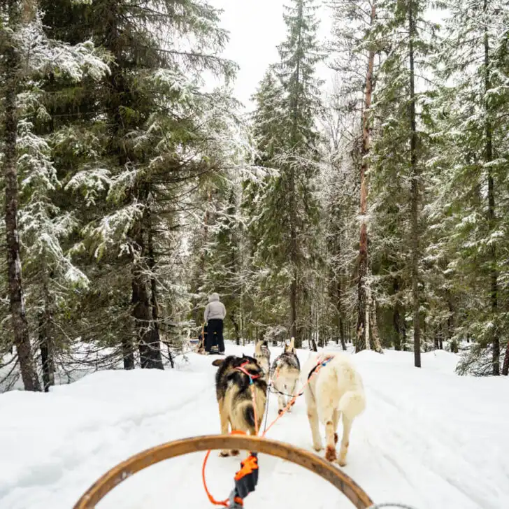 Dog sledding in Finnish Lapland