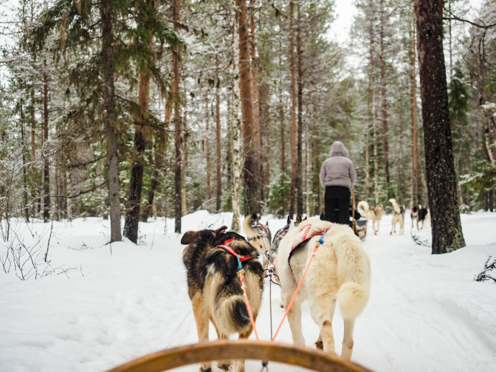 Dog sledding in Finnish Lapland