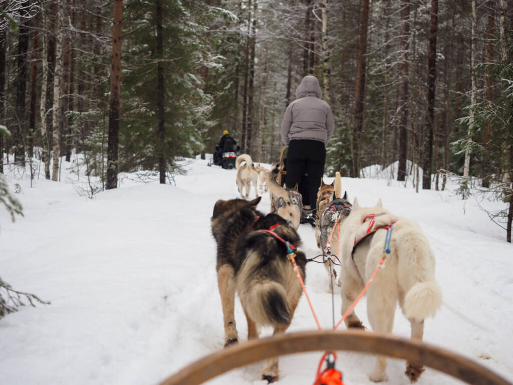 Dog sledding in Finnish Lapland