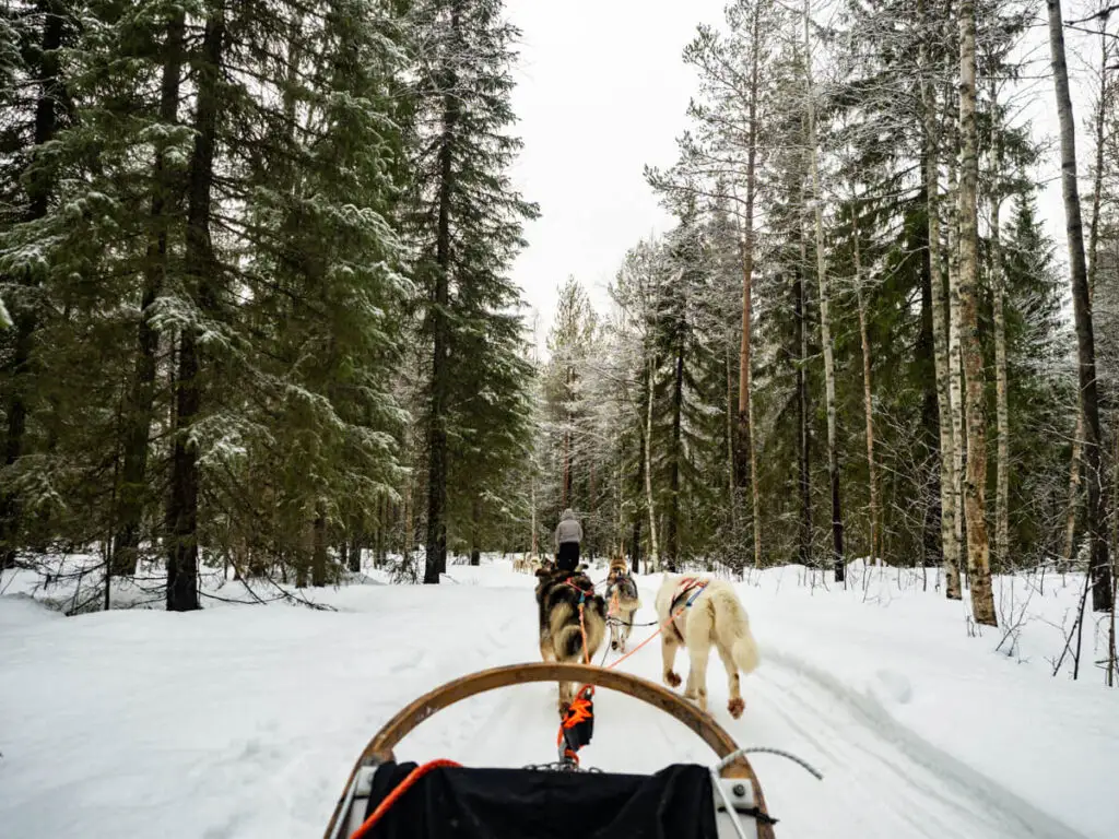 Dog sledding in Finnish Lapland