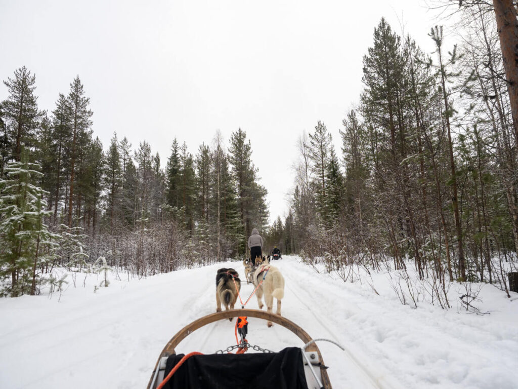 Dog sledding in Finnish Lapland