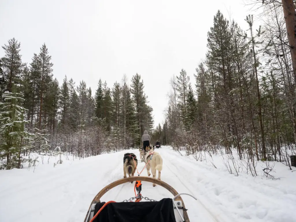 Dog sledding in Finnish Lapland