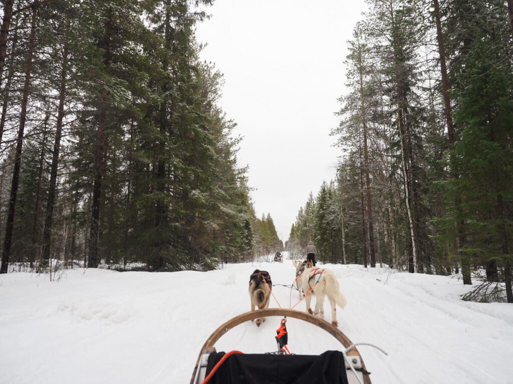 Dog sledding in Finnish Lapland