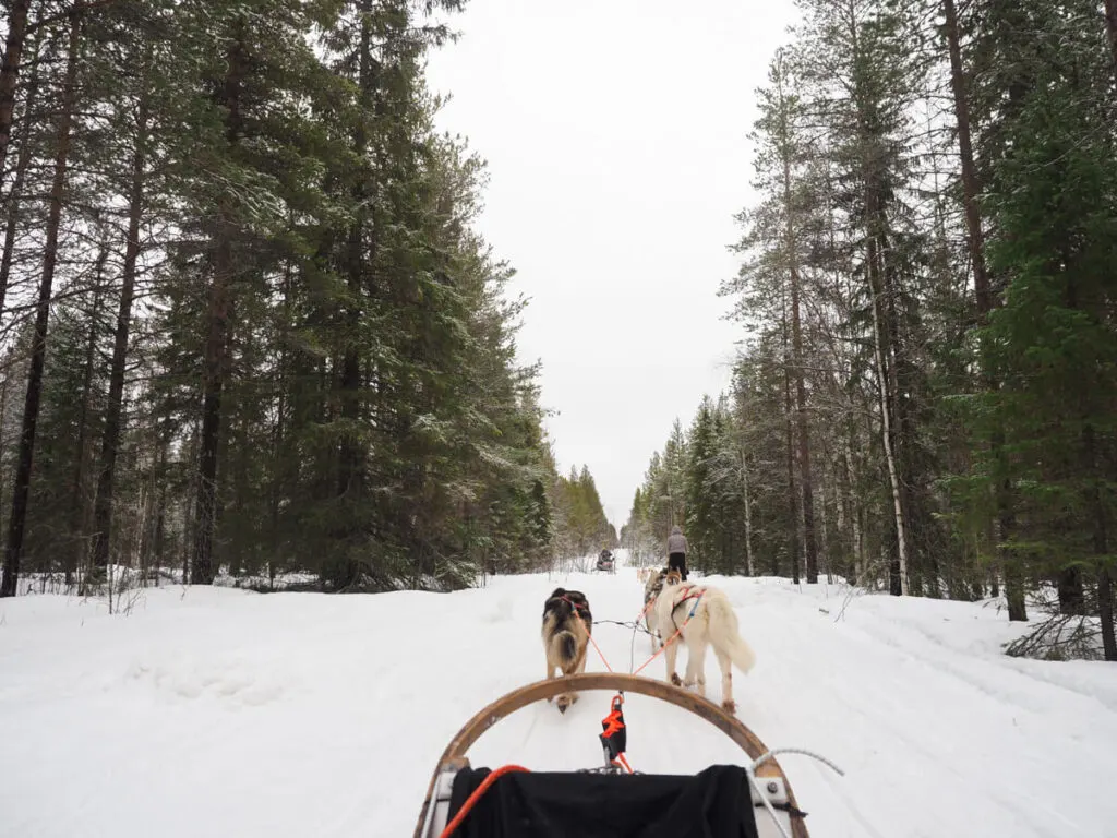 Dog sledding in Finnish Lapland