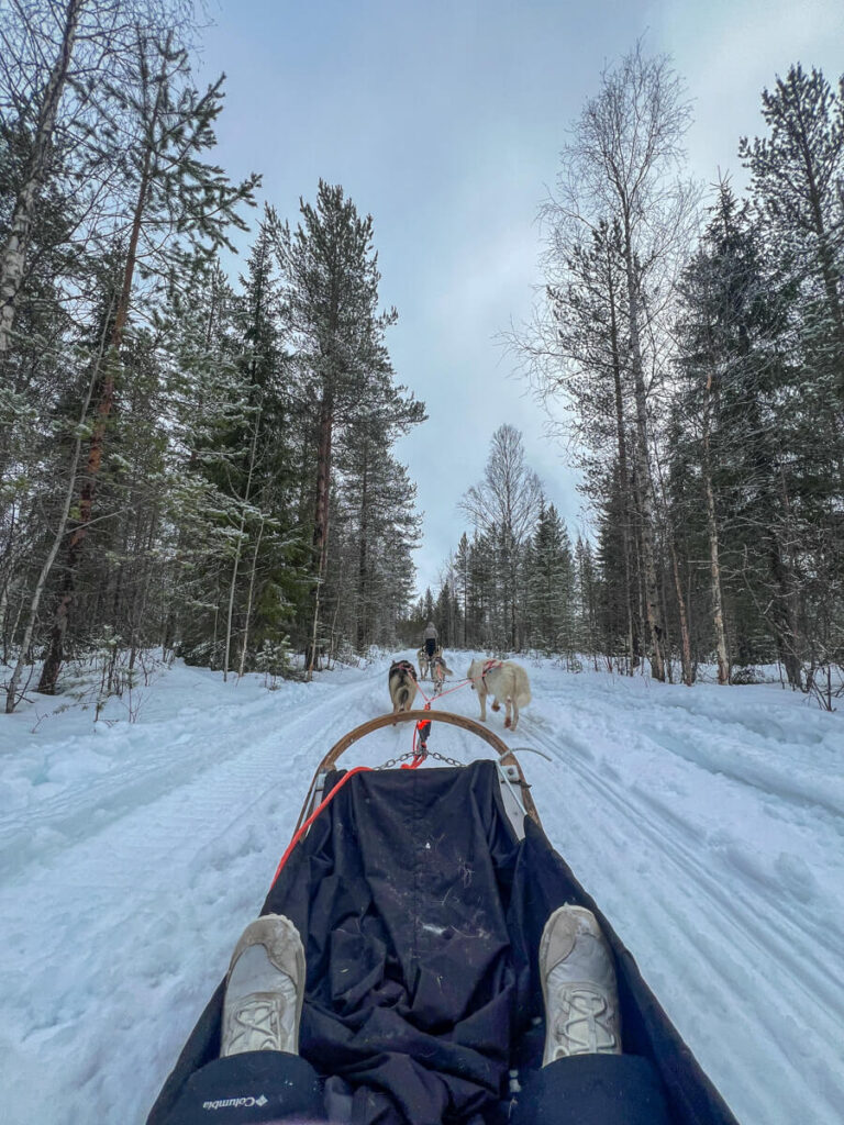 Dog sledding near Apukka Resort 4