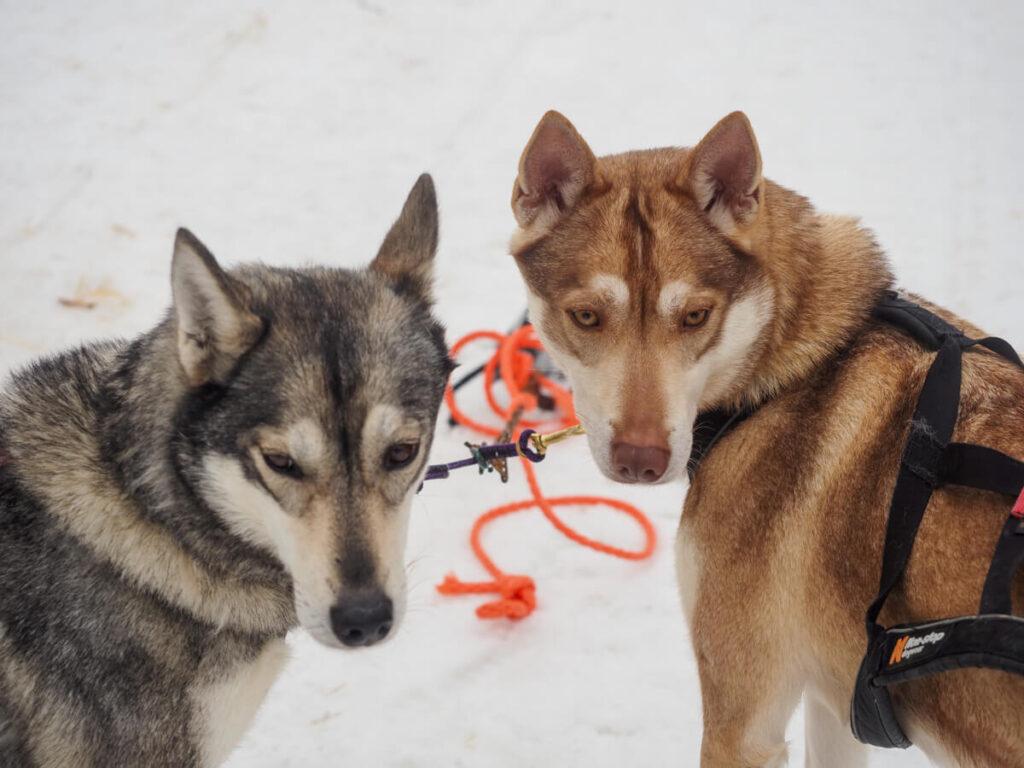 Dogs standing around after dog sledding