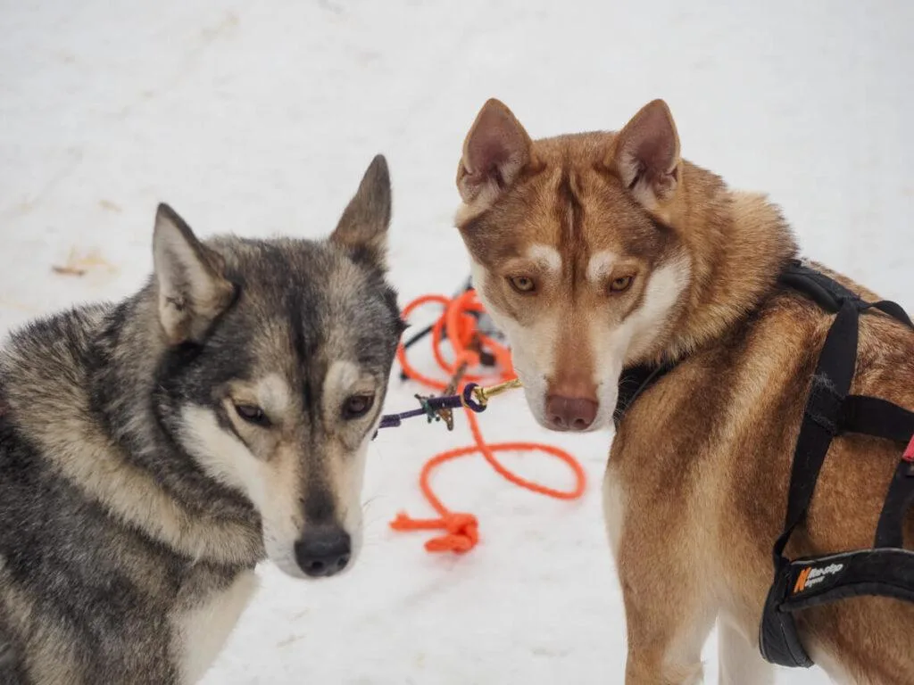 Dogs standing around after dog sledding