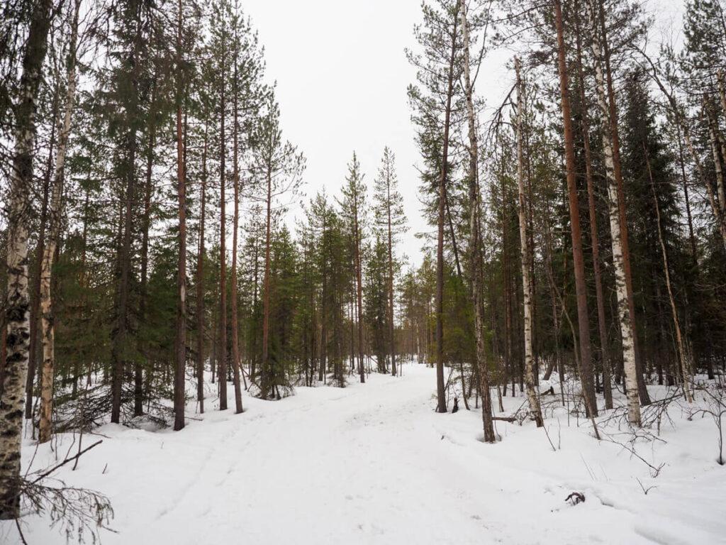 Finnish Lapland forest 5