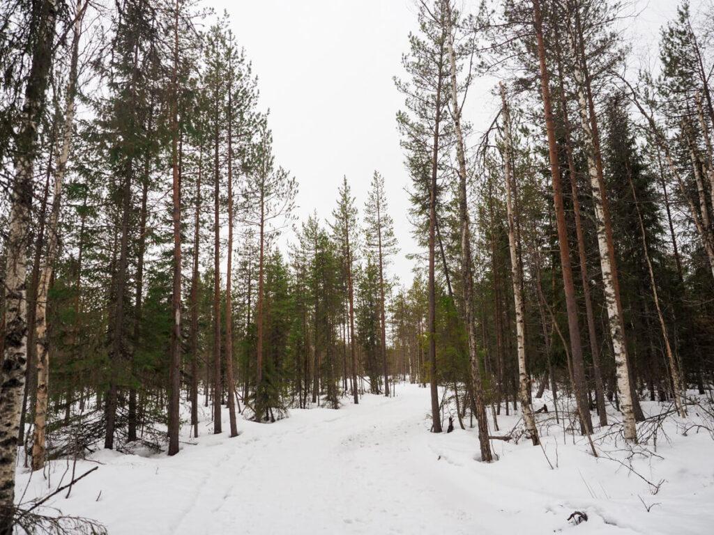 Finnish Lapland forest 7
