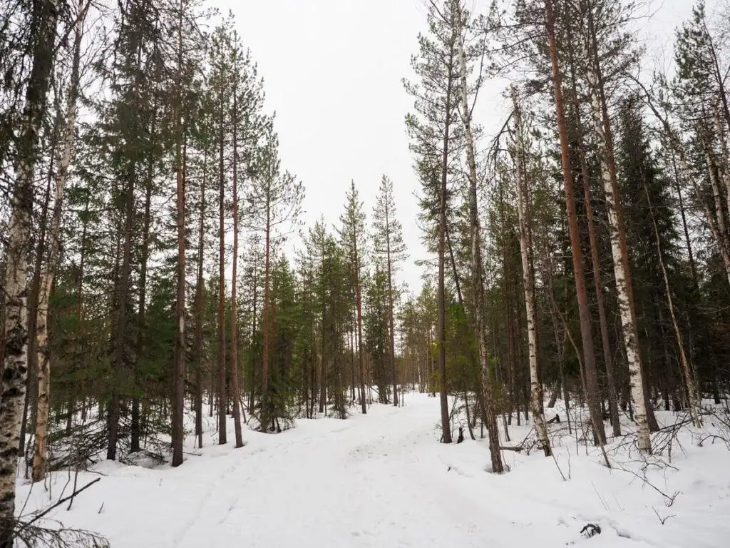 Finnish Lapland forest 7