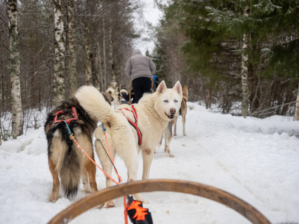 Dog sledding in Finnish Lapland