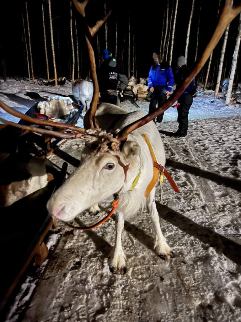 Reindeer who pulled our sleigh