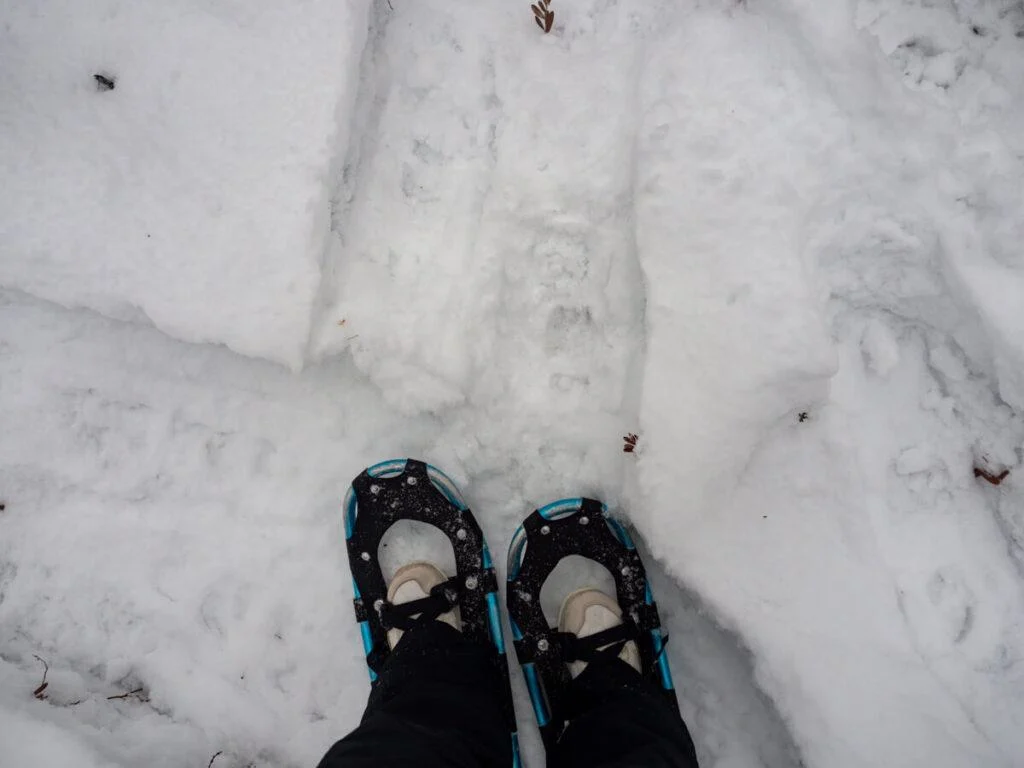 Snowshoes with tracks in the snow