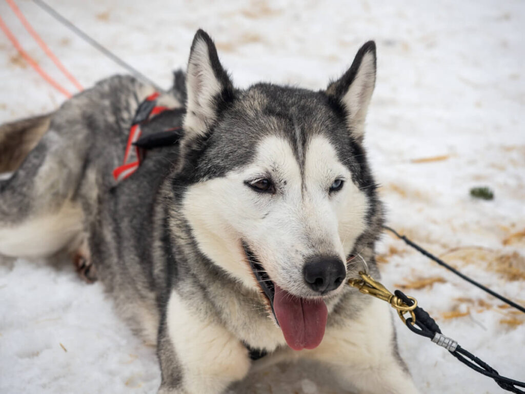 close up of a husky laying down 2