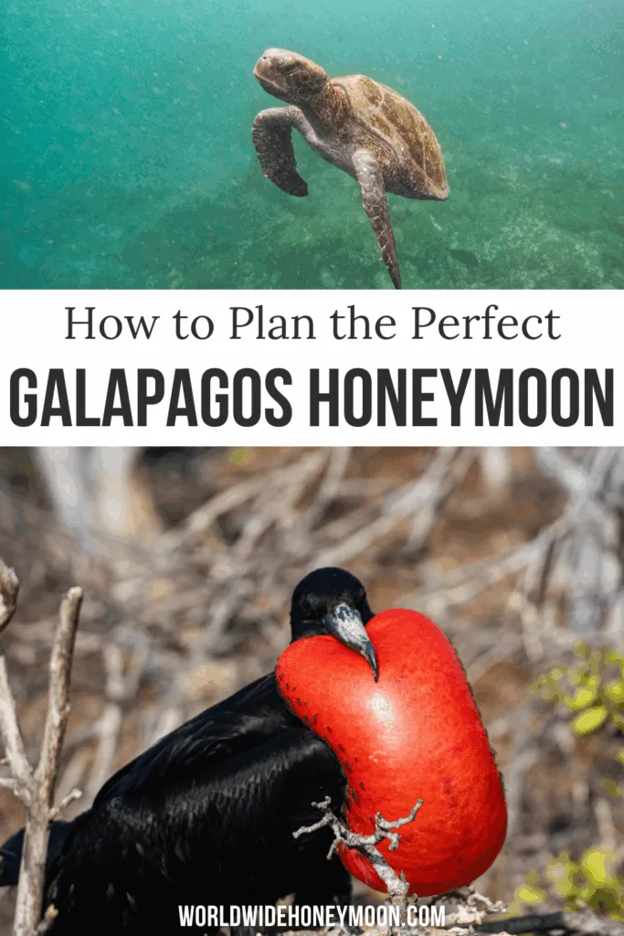 Planning the ultimate Galápagos honeymoon? 🐢💙 This complete Galápagos Islands travel guide covers everything you need to know about travel to the Galápagos Islands, including which islands to visit, romantic experiences, and whether a Galápagos cruise or land-based stay is right for you. From unforgettable wildlife encounters to dreamy Galápagos Islands cruise options, this guide helps you plan a once-in-a-lifetime Galápagos Islands honeymoon.
