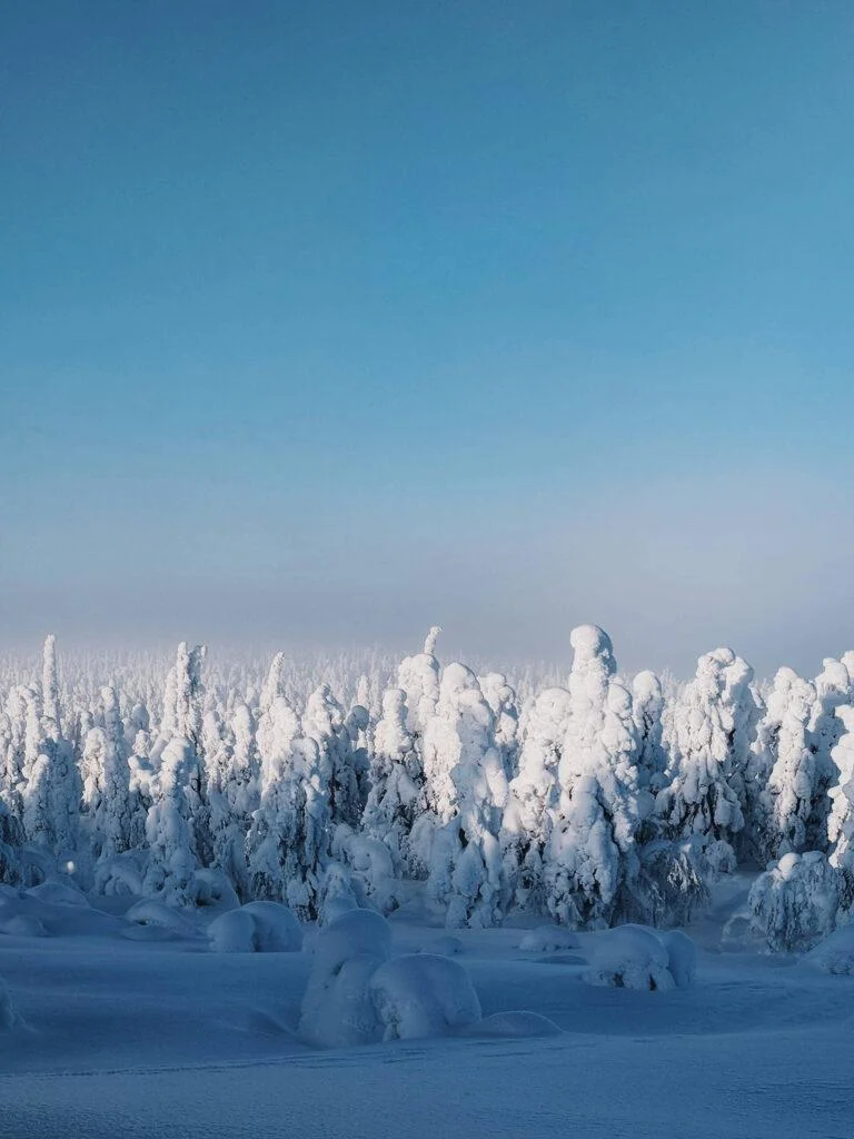 Luosto in Lapland Finland | Pine trees covered in snow