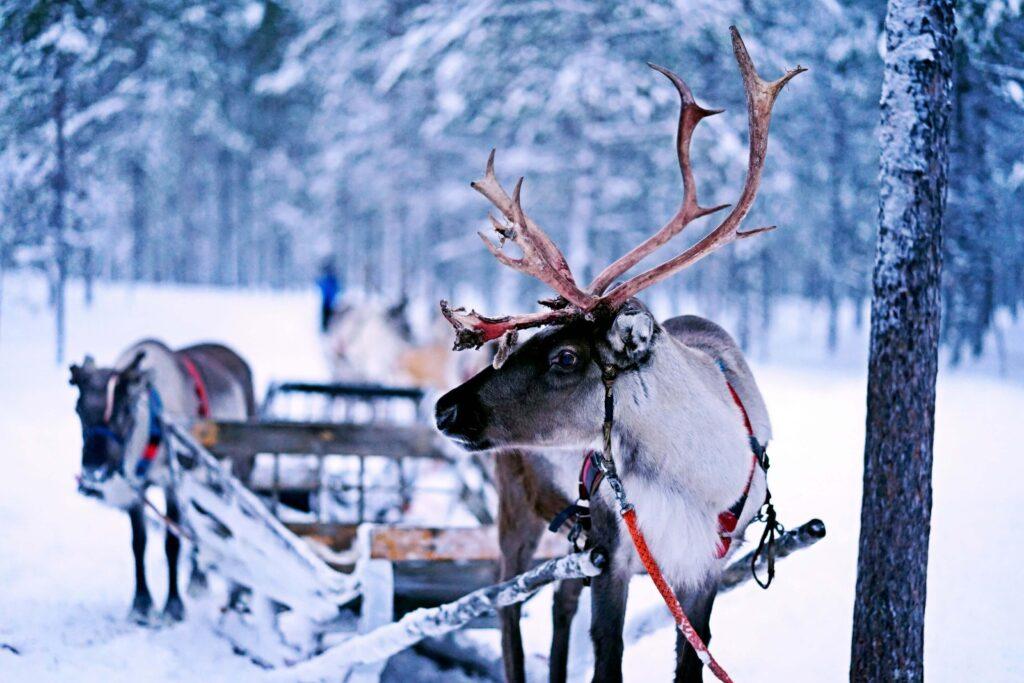 Reindeer safari for a Lapland Finland honeymoon