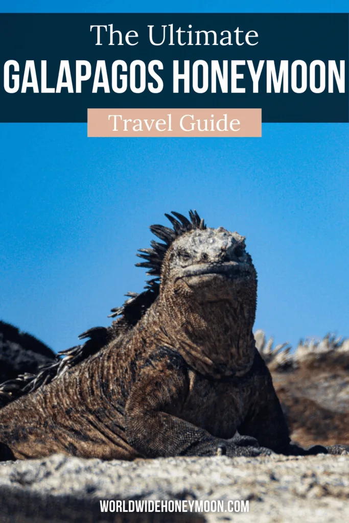 Planning the ultimate Gal&aacute;pagos honeymoon? 🐢💙 This complete Gal&aacute;pagos Islands travel guide covers everything you need to know about travel to the Gal&aacute;pagos Islands, including which islands to visit, romantic experiences, and whether a Gal&aacute;pagos cruise or land-based stay is right for you. From unforgettable wildlife encounters to dreamy Gal&aacute;pagos Islands cruise options, this guide helps you plan a once-in-a-lifetime Gal&aacute;pagos Islands honeymoon.