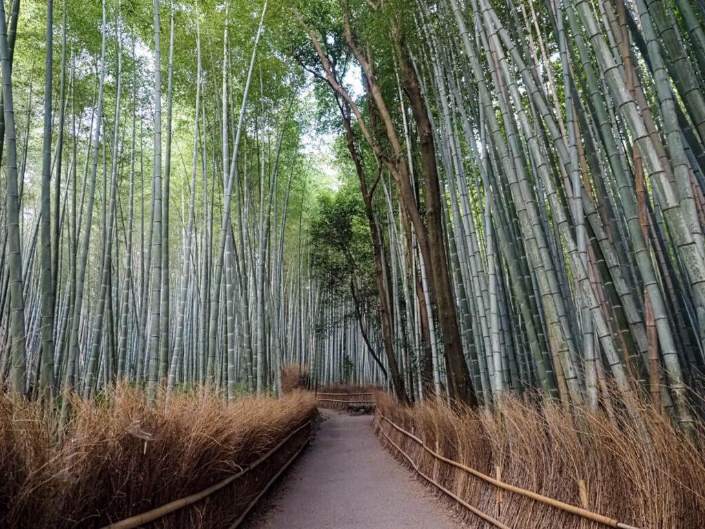 Arashiyama Bamboo Forest