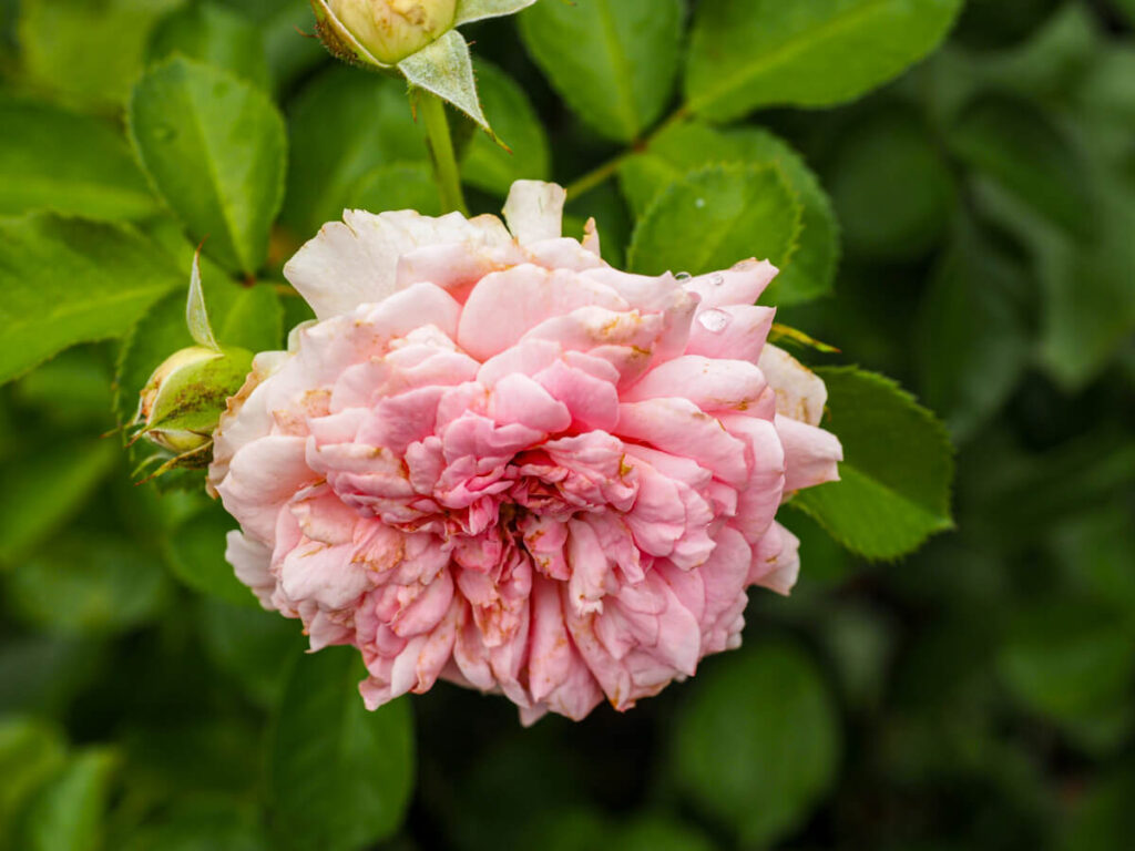 Close up of a slightly wilted rose in Gora Park in Hakone