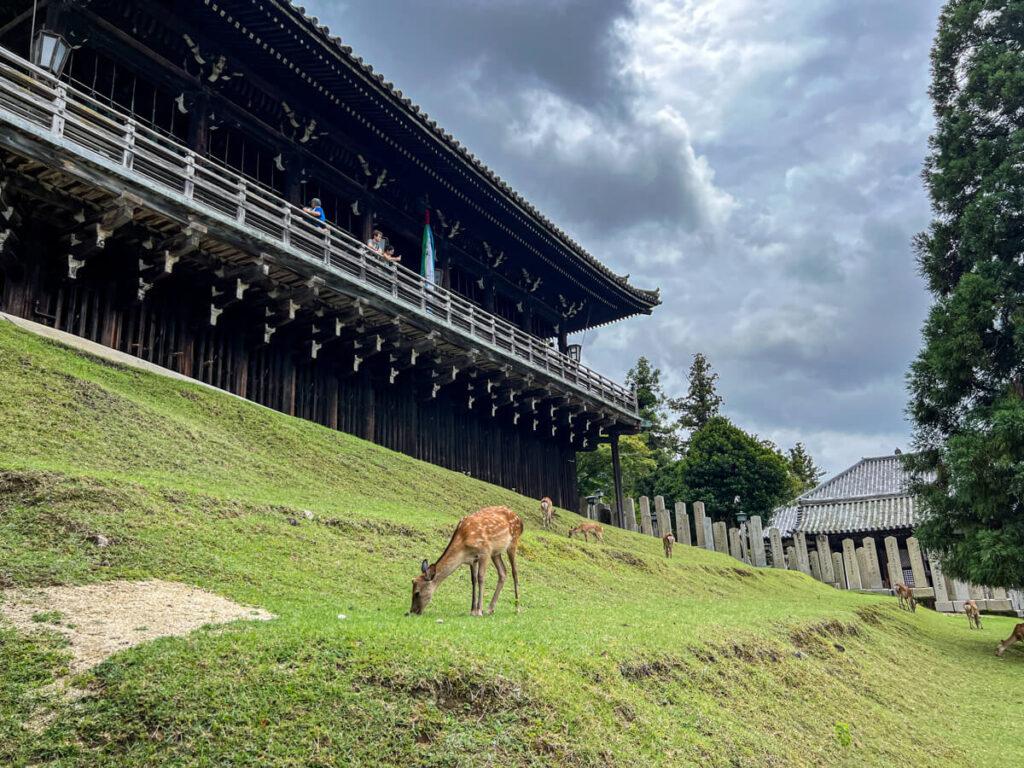 Deer grazing outside a temple in Nara