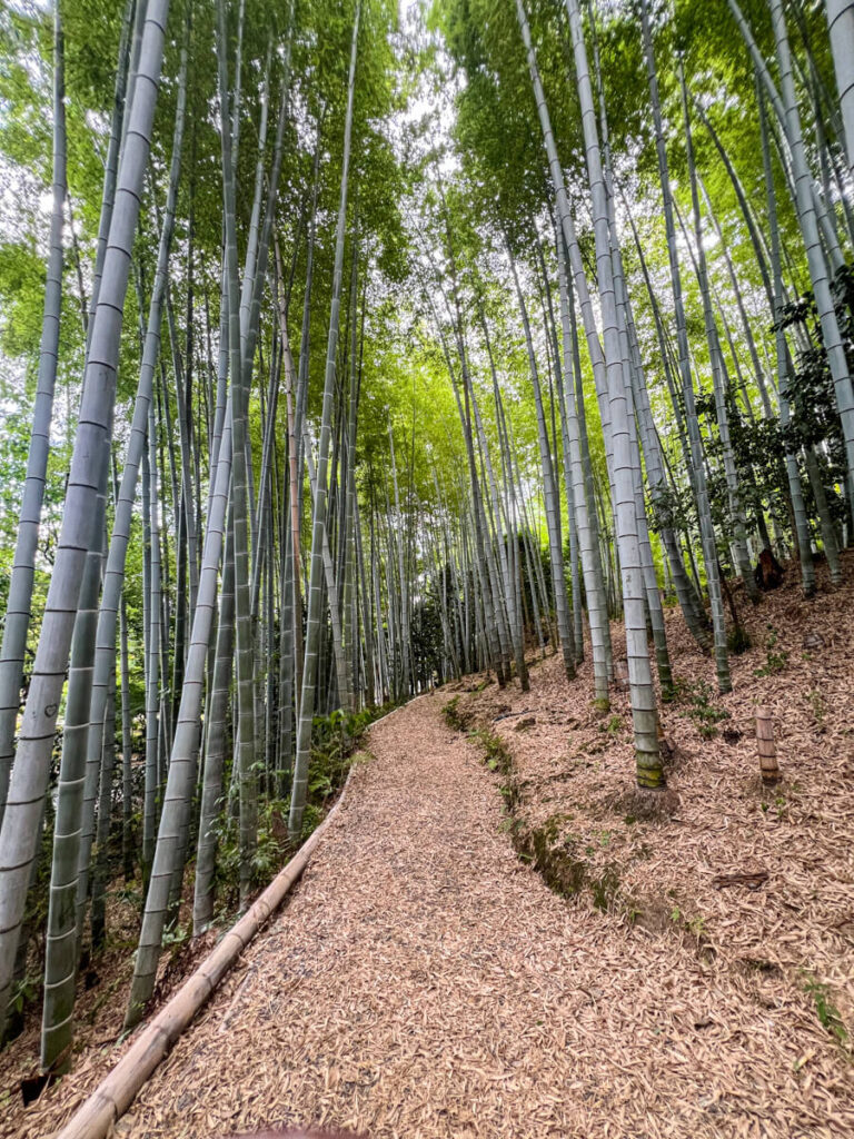 Kodaiji temple bamboo forest in Kyoto