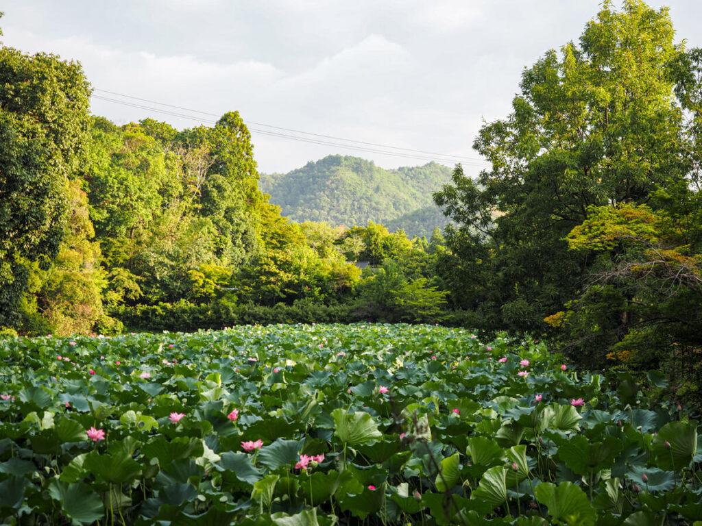 Lotus flowers in a pond in Arashiyama