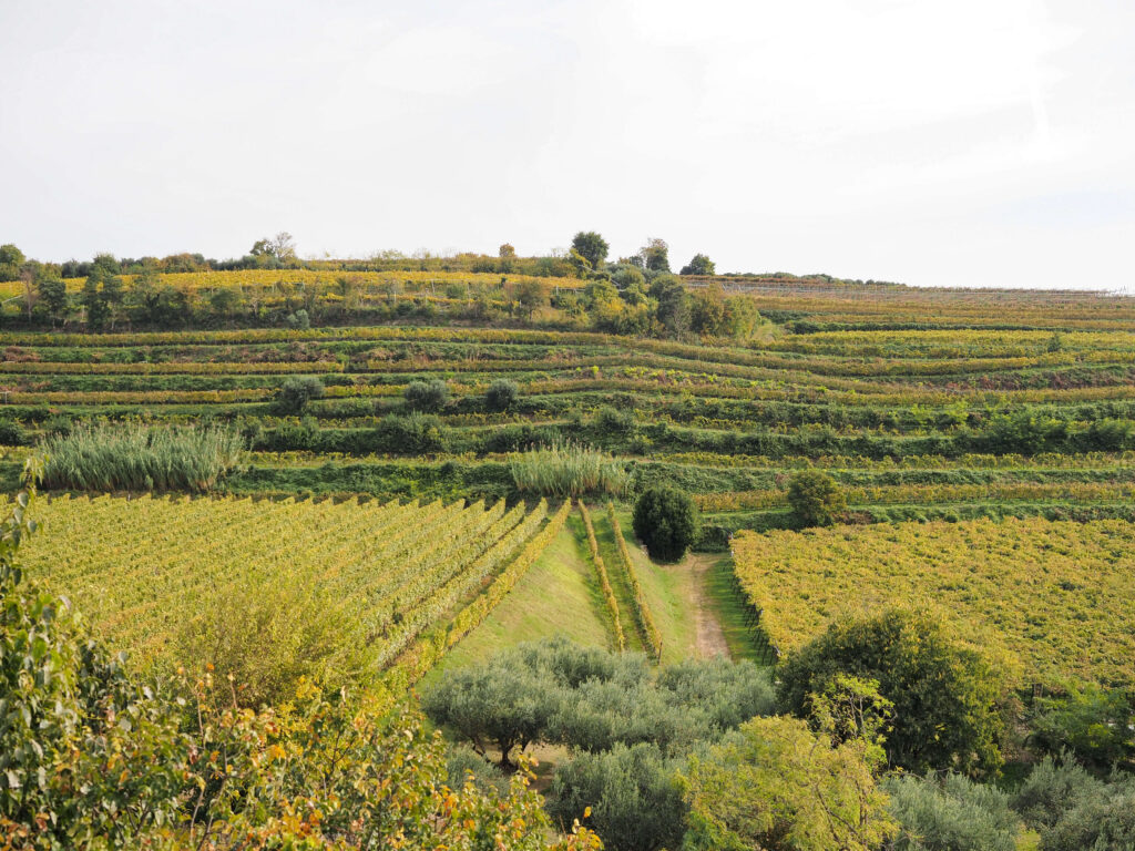 Vineyards in Soave